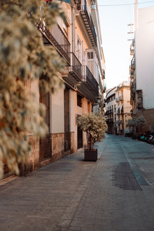 Mini trees in flower pots on a cozy old street in the old town of Valencia, Spain. Resting place.Narrow and picturesque streets of old town.の写真素材