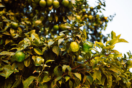 Impressive view of green garden. Farming in springtime. Picturesque day and gorgeous scene. Wonderful image of wallpaper. Location place Sicily island, Italy, Europe.の写真素材