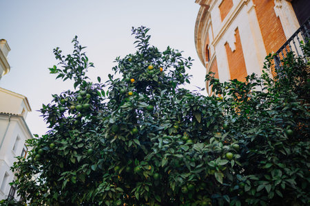 Close-up view of orange tree with many fruits in the front yard of the residential multi-story...