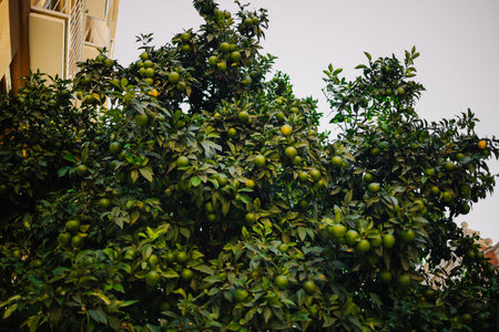 Impressive view of green garden. Farming in springtime. Picturesque day and gorgeous scene. Wonderful image of wallpaper. Location place Sicily island, Italy, Europe.の写真素材