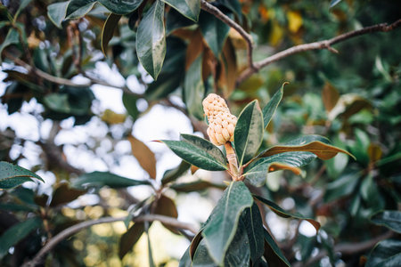 Magnolia tree, bud and pinecone starts to bloom in spring in evening light.の写真素材
