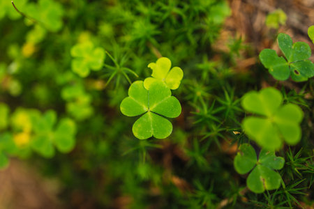 Lucky Irish Four Leaf Clover in the Field for St. Patricks Dayの写真素材