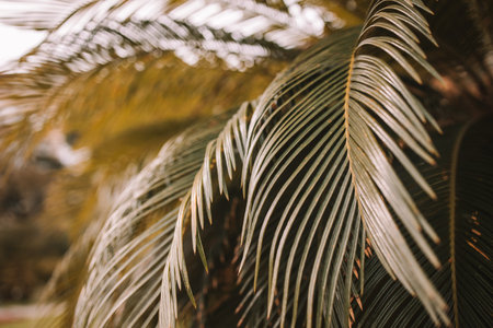 Tropical palm leaves in the botanical garden, floral pattern background, toned processの写真素材