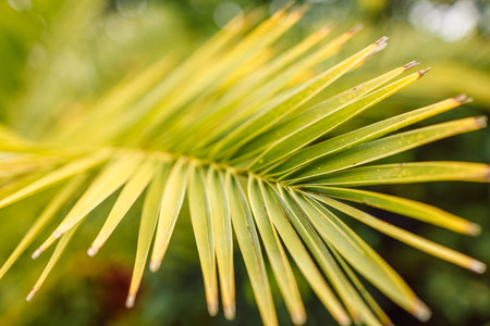green palm leaf close up, macro surface, geometry in nature, selective focusの写真素材