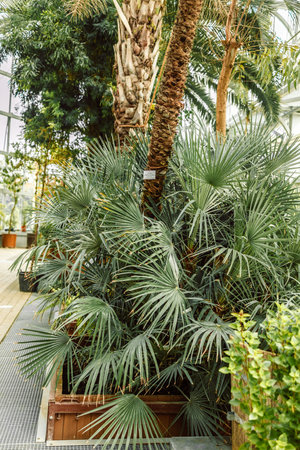 Low palm tree with large green leaves in in the botanical garden park. Summer vacation concept. . High quality photoの写真素材