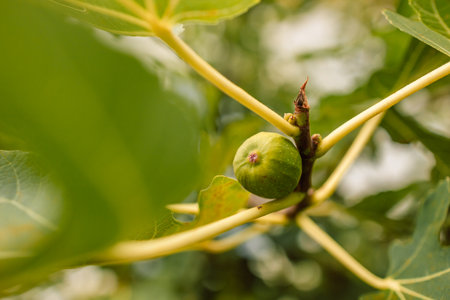 Ficus carica. Green raw fruits and leaves of a fig tree grow on a branch in early spring. Mediterranean style. Fresh green fruits.の写真素材