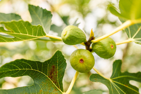 Ficus carica. Green raw fruits and leaves of a fig tree grow on a branch in early spring. Mediterranean style. Fresh green fruits.の写真素材