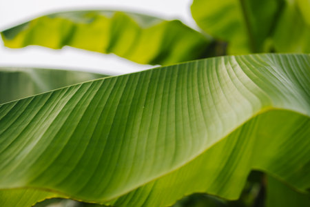 tropical banana palm leaves texture green background. High quality photoの写真素材
