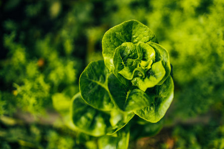 Dutch organic home garden full of lettuce, popular and healthy leafy green plant. High quality photo