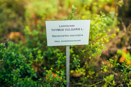 twigs of fresh thyme, Thymus Vulgaris, perennial fragranced foliage and herb, in aromatic gardens in natural sunny daylight. High quality photoの写真素材