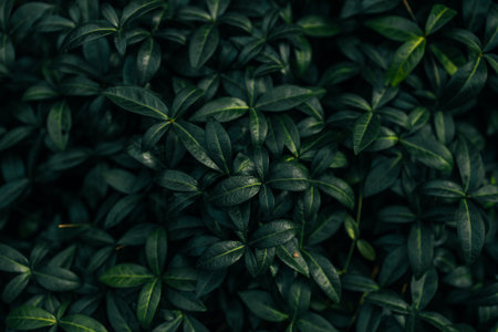 Closeup green leaves background, Overlay fresh leaf pattern, Natural foliage textured and background. High quality photoの写真素材