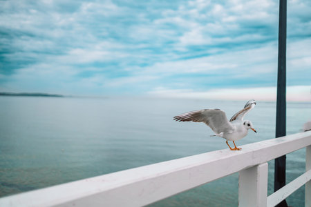 Seagull grabs a piece of bread on the railing, flock of seagulls on the seashore, close photo of the seagull, seagull in flight. High quality photoの写真素材