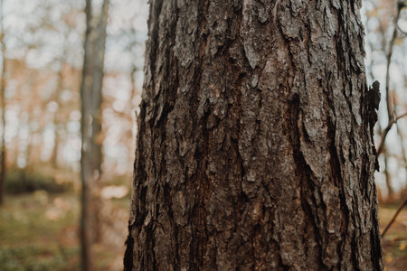 Wooded forest trees backlit by golden sunlight before sunset with sun rays pouring through trees blurred background. High quality photoの写真素材