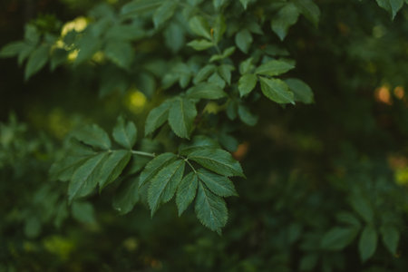 Closeup nature view of green leaf background. Flat lay, dark nature concept. High quality photoの写真素材