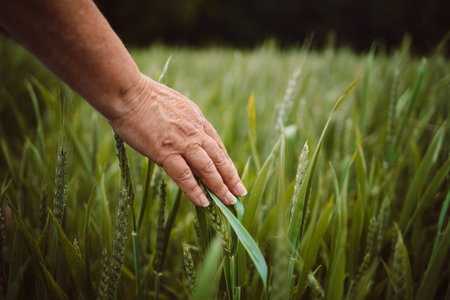Barley sprouts in a farmers hand. Woman farmer walks through a wheat field, touching green ears of wheat with his hands. Agriculture concept. Young business woman inspects her field.の写真素材