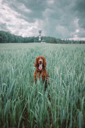 Gorgeous young Irish Setter dog standing in field and sitting in a meadow with a blurred background while looking as if contemplating life. Purebred with a happy and excited friendly personality.. High quality photoの写真素材