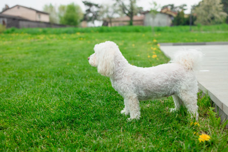 Young maltese dog in a meadow. Portrait of white puppy of maltese dog on green grass. High quality photoの写真素材