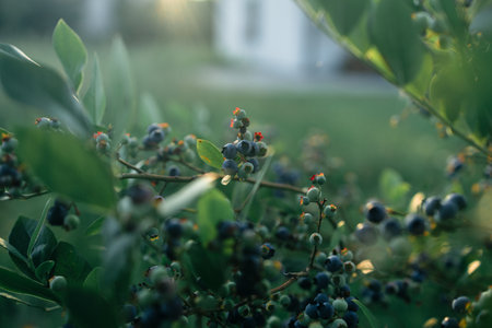 Close up of branch full of bio and organic blueberries in the garden. High quality FullHD footageの写真素材