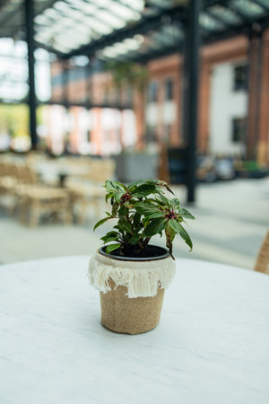 A cactus or succulent plant in white flower pot is placed on marble table with blurred background of swimming pool and poolside bar at luxury hotel. Interior decoration object photo. High quality photoの写真素材