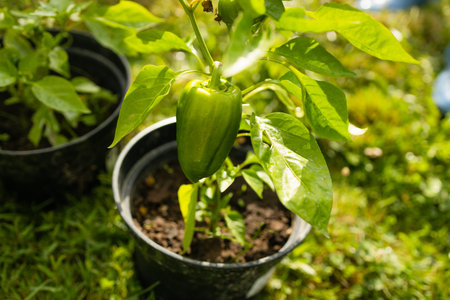 Green bell pepper fruit hangs on small plant growing in ceramic pot outdoor. Selective focus. Theme...