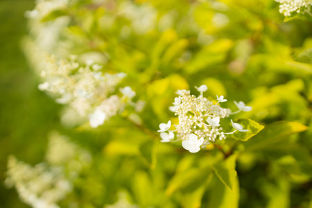 White Hydrangea blooms in the summer. High quality photoの写真素材
