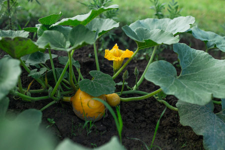 Pumpkin in the garden in the leaves. Agriculture, agronomy, industry. High quality photoの写真素材
