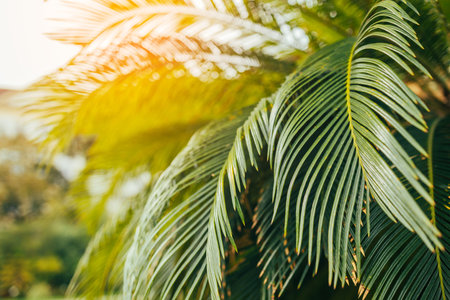 Copy space of blur green palm leaf tree with bokeh sun ligth abstract texture background. Ecology and environment concept. High quality photoの写真素材