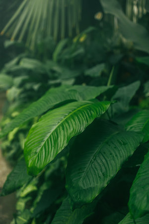 The background image that is green, the colors of the autumn leaves are perfect, suitable for seasonal use. High quality photoの写真素材