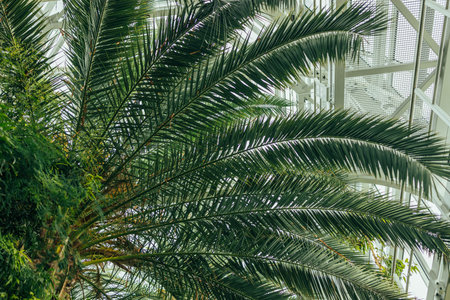 Copy space of blur green palm leaf tree with bokeh sun ligth abstract texture background. Ecology and environment concept. High quality photoの写真素材
