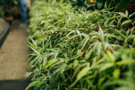 Fresh Bamboo leaves in a forest. Natural green background. High quality photoの写真素材