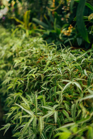 Fresh Bamboo leaves in a forest. Natural green background. High quality photoの写真素材