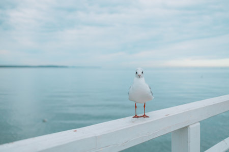 Seagull portrait against sea shore. Close up view of white bird seagull sitting by the beach. Wild seagull with natural blue background. High quality photoの写真素材