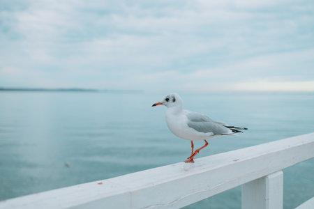Seagull portrait against sea shore. Close up view of white bird seagull sitting by the beach. Wild seagull with natural blue background. High quality photoの写真素材