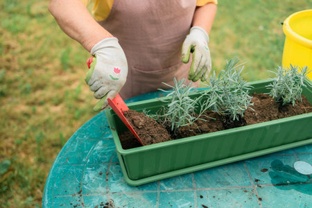 Gardening concept. Happy 60s female hands transplants lavender plant into plastic long pot outdoors....