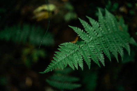 Beautiful ferns leaves green foliage natural floral fern background.Perfect natural fern pattern.