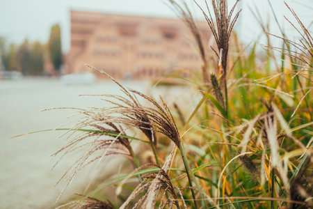 detail shot of grasses with blurred buildings in the background. High quality photoの写真素材