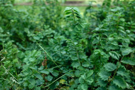 Close up of the herbaceous perennial edible garden plant with fern like leaves Sanguisorba minor or salad burnet used for culinary flavouring and salad leaf. High quality photoの写真素材