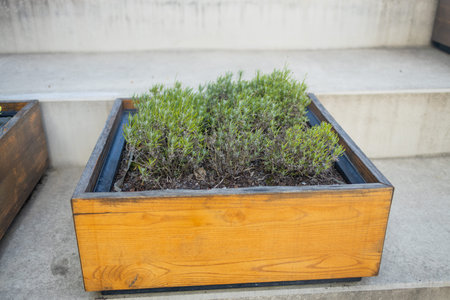 Eco planting landscaping in pots. landscape design. Growing vegetables in a wooden garden box. Growing beans, radishes, dill and other plants in raised garden beds. Sunny summer photo of a vegetable garden, soft focus. High quality photoの写真素材