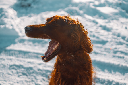 Active Irish Setter dog during the snowy walking, having fun in winter park during beautiful sunny...