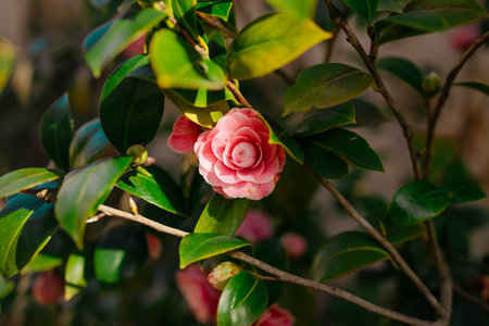 Beautiful scenery with delicate red roses in a full bloom in the garden on old wall background. High...