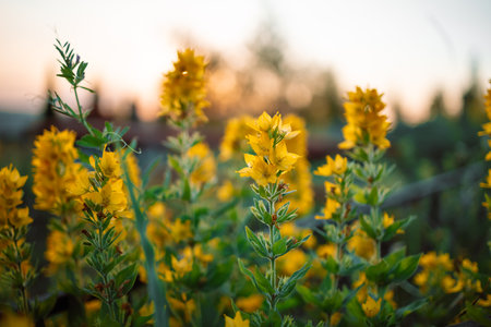 Meadow flowers in early sunny fresh morning. Vintage autumn landscape background. colorful beautiful fall flowers magical. High quality photoの写真素材