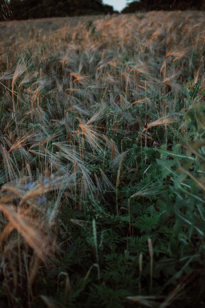 Selective soft focus of beach dry grass, reeds, stalks blowing in the wind at golden sunset light. Tranquil autumn fall nature field background. Soft shallow focusの写真素材