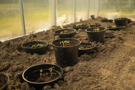 Cucumber seedlings are tied in a greenhouse. Growing useful products in the garden close-up. Selective focus. High qualityの写真素材