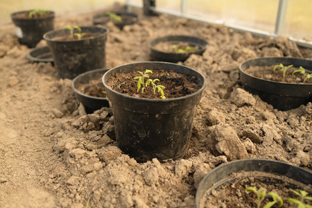 Cucumber seedlings are tied in a greenhouse. Growing useful products in the garden close-up. Selective focus. High qualityの写真素材
