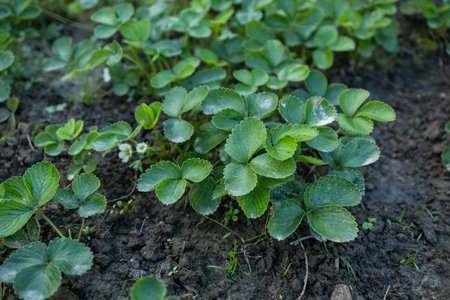 Strawberry leaves background. Close-up view of fresh green garden strawberry plant leaves from above position. Green foliage texture. High quality photoの写真素材