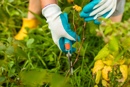 A gardener manually cuts a raspberry bush with a bypass pruner. Pruning of raspberry and blackberry...