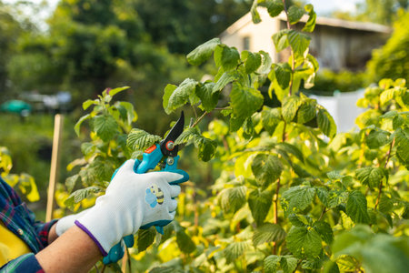 A gardener manually cuts a raspberry bush with a bypass pruner. Pruning of raspberry and blackberry bushes with bypass secateurs. Dacha and vegetable garden, gardening, bush care. High quality photoの写真素材