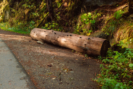Forest pine and spruce trees. Log trunks pile, the logging timber wood industry. Wide banner or...