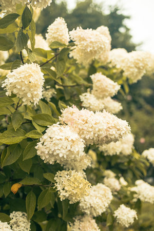 closeup hydrangea. Beautiful natural background with delicate white hydrangea flowers in landscape design. Flowers in the garden. Hydrangea flowers art photo with copy space. High quality photoの写真素材