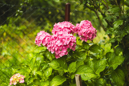 Pink hydrangea, close-up. Flowering bush. Huge hydrangea in the front garden. Flowering purple and pink hydrangea. High quality photoの写真素材